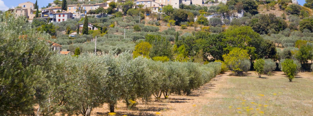 La recogida de la oliva y sus técnicas